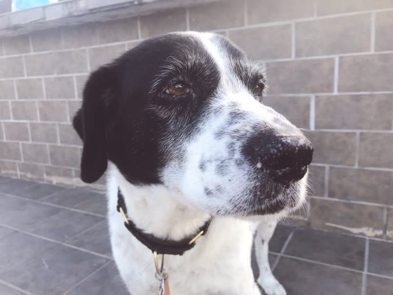 Sheba, a Labrador Retriever and Great Pyrenees mix tested with EmbarkVet.com