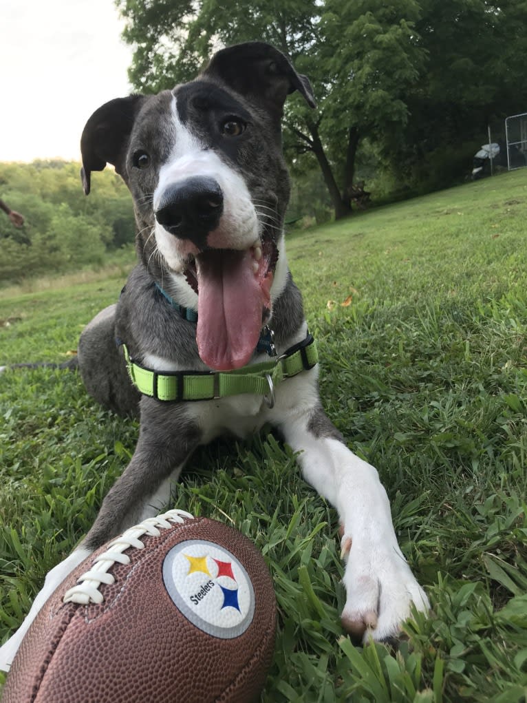 Rooney, a German Shepherd Dog and American Pit Bull Terrier mix tested with EmbarkVet.com