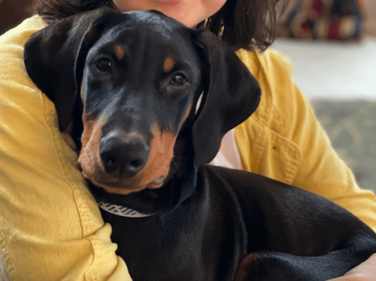 Arlo, a Doberman Pinscher tested with EmbarkVet.com