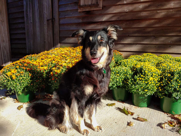 Maple, an English Shepherd tested with EmbarkVet.com