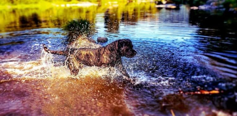 Trigger, a Mastiff and Cane Corso mix tested with EmbarkVet.com