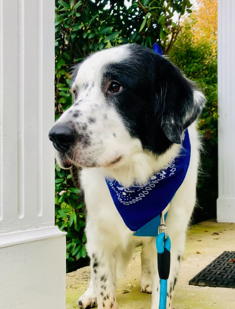 Milo, a Golden Retriever and Great Pyrenees mix tested with EmbarkVet.com