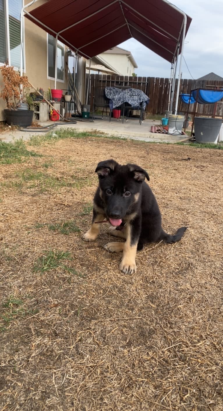 Pyro, a German Shepherd Dog (6.9% unresolved) tested with EmbarkVet.com