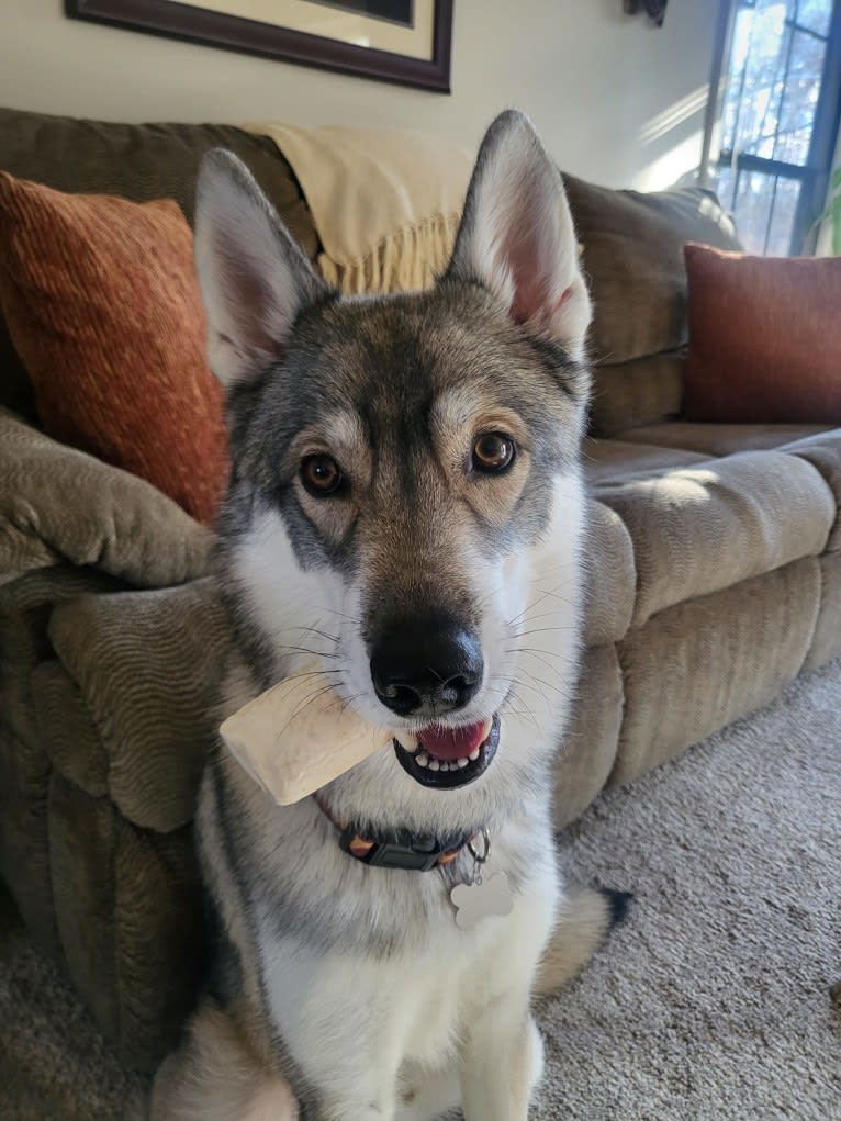 Chase, a Siberian Husky and German Shepherd Dog mix tested with EmbarkVet.com