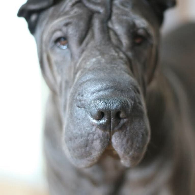 Oskar, a Chinese Shar-Pei tested with EmbarkVet.com