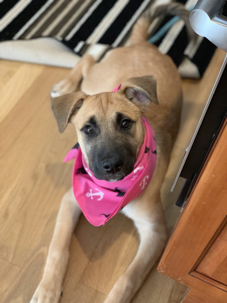 Nikki, a German Shepherd Dog and Chow Chow mix tested with EmbarkVet.com