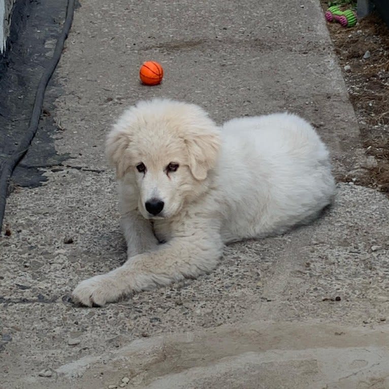 Casper, a Maremma Sheepdog tested with EmbarkVet.com