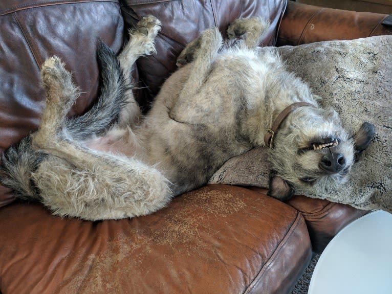 Shadow, an Irish Wolfhound tested with EmbarkVet.com