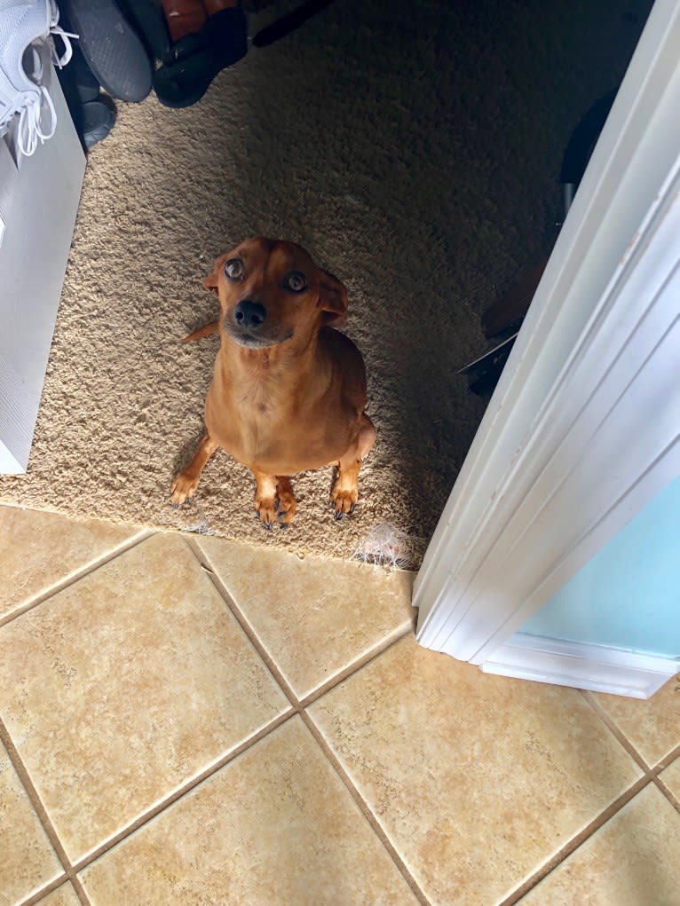 Preston, a Miniature Pinscher and Dachshund mix tested with EmbarkVet.com