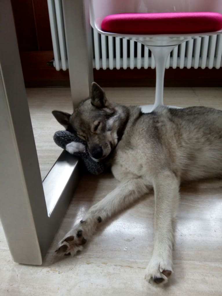 Altaya, a Siberian Husky and German Shepherd Dog mix tested with EmbarkVet.com