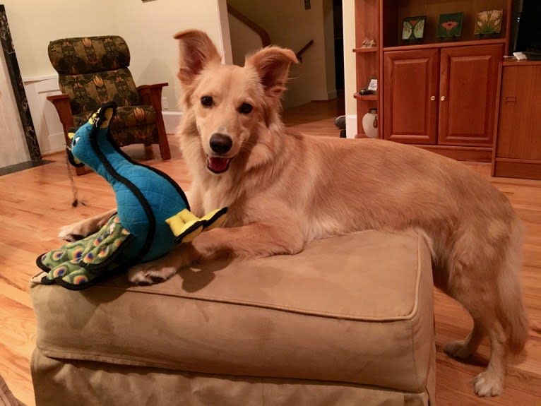 Sadie, a German Shepherd Dog and Golden Retriever mix tested with EmbarkVet.com