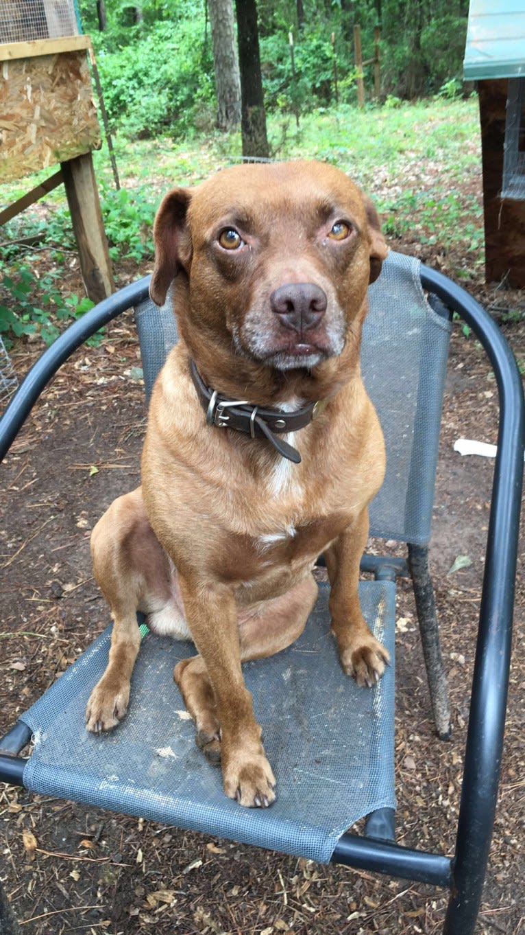 Charlie, a Rat Terrier and Pug mix tested with EmbarkVet.com