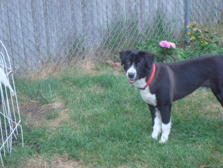 Max, an Arabian Village Dog tested with EmbarkVet.com