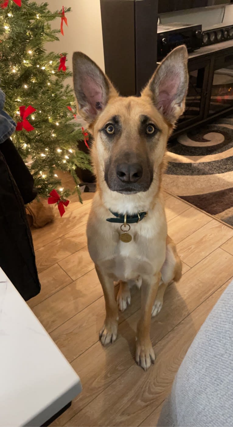 Enzo, a Siberian Husky and German Shepherd Dog mix tested with EmbarkVet.com