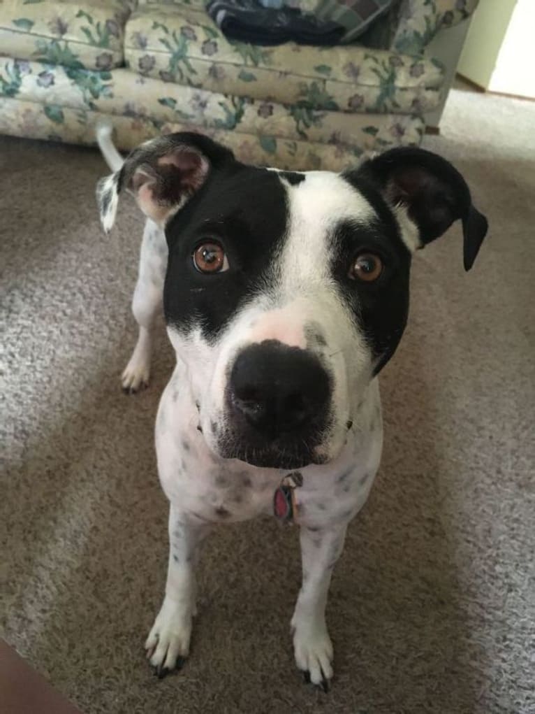 Juno, a Staffordshire Terrier tested with EmbarkVet.com