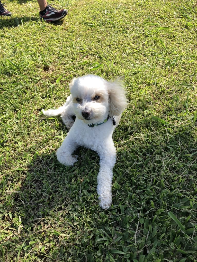 Ace, a Poodle (Small) (5.9% unresolved) tested with EmbarkVet.com