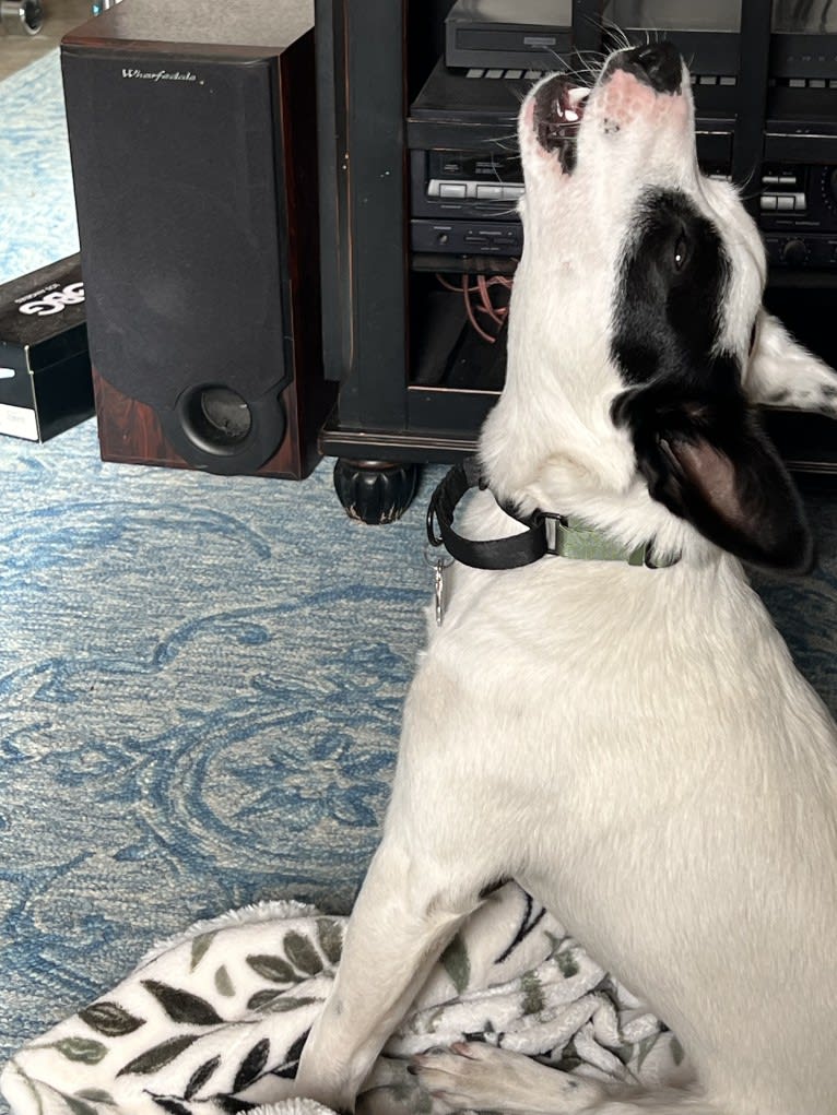 Luke Skywalker, an Australian Cattle Dog and Rat Terrier mix tested with EmbarkVet.com