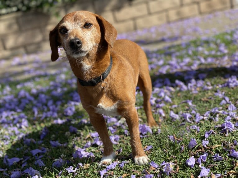 Pudding, a Poodle (Small) and Dachshund mix tested with EmbarkVet.com