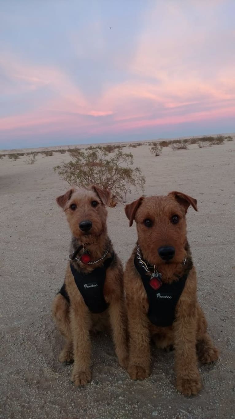 Sasha, an Airedale Terrier tested with EmbarkVet.com