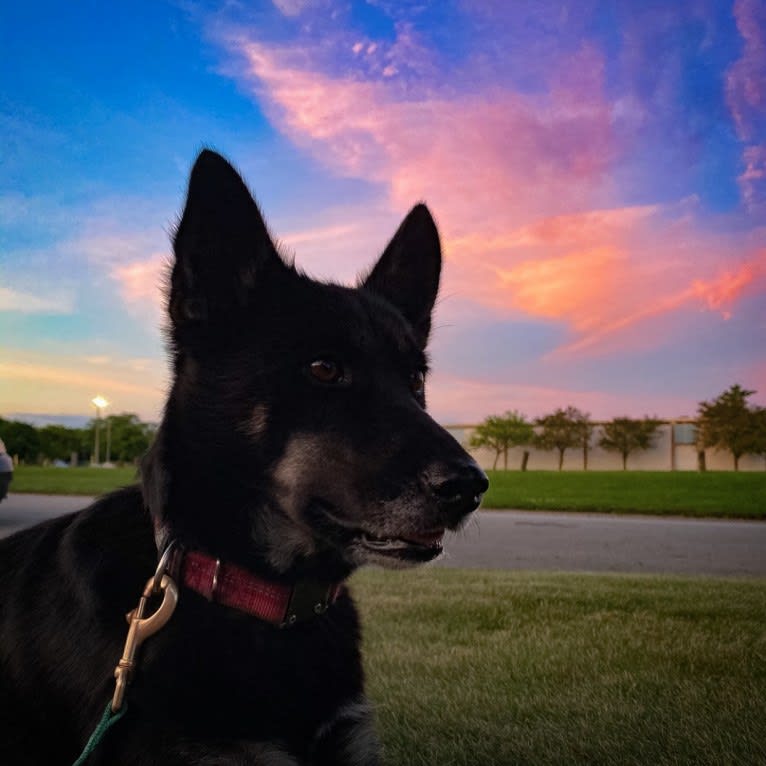 Laika, a Siberian Husky and Border Collie mix tested with EmbarkVet.com