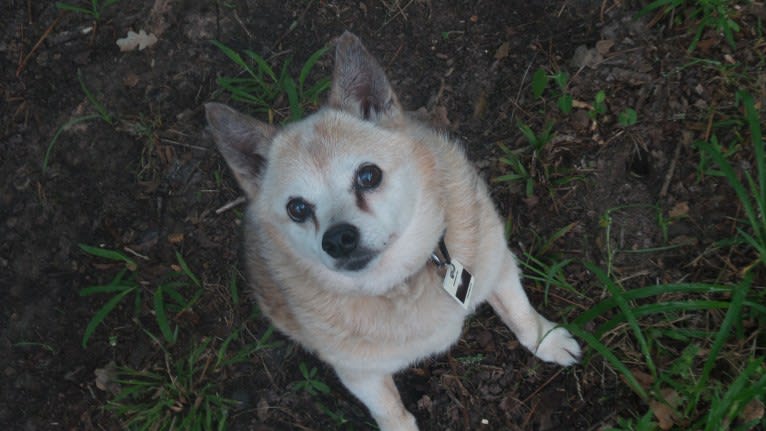 Lassie, a Pomeranian and Rat Terrier mix tested with EmbarkVet.com