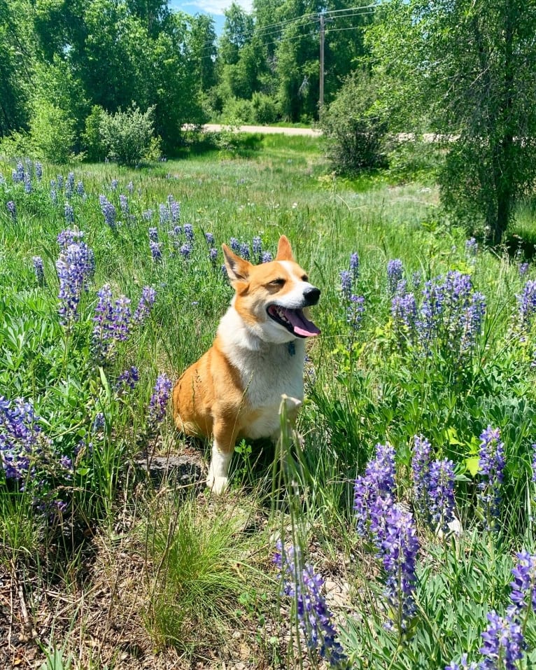 Zach, a Pembroke Welsh Corgi and Chihuahua mix tested with EmbarkVet.com