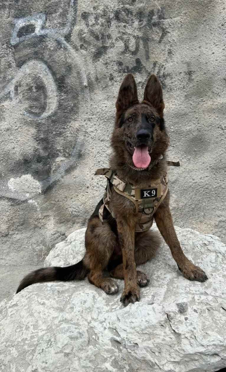 Stubby, a German Shepherd Dog tested with EmbarkVet.com