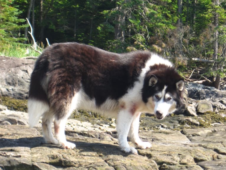Nikita, a Siberian Husky tested with EmbarkVet.com