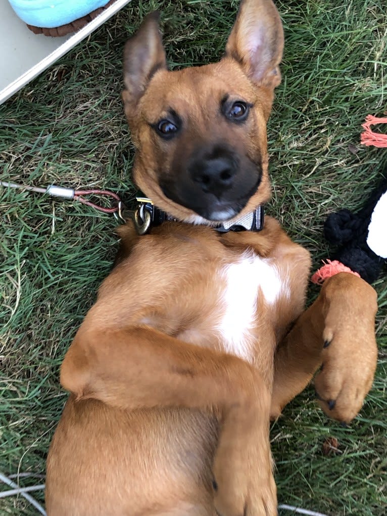 Charlie, a Rottweiler and Alaskan Malamute mix tested with EmbarkVet.com