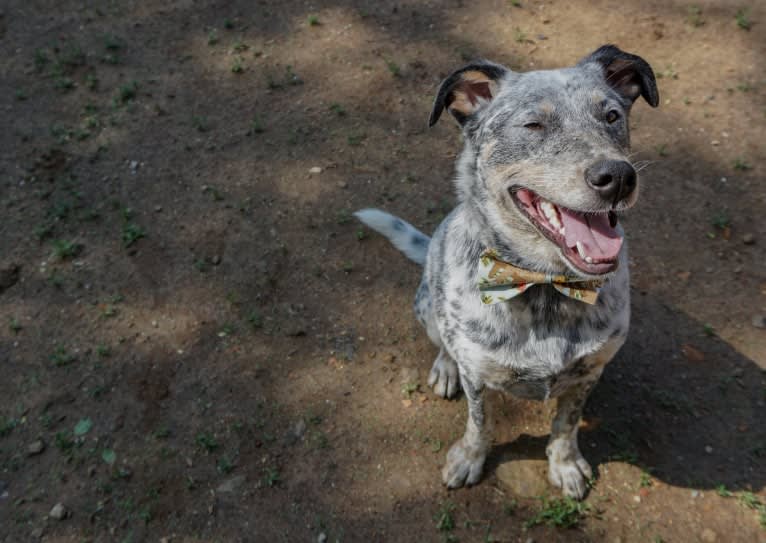 Banjo, an Australian Cattle Dog and Chow Chow mix tested with EmbarkVet.com