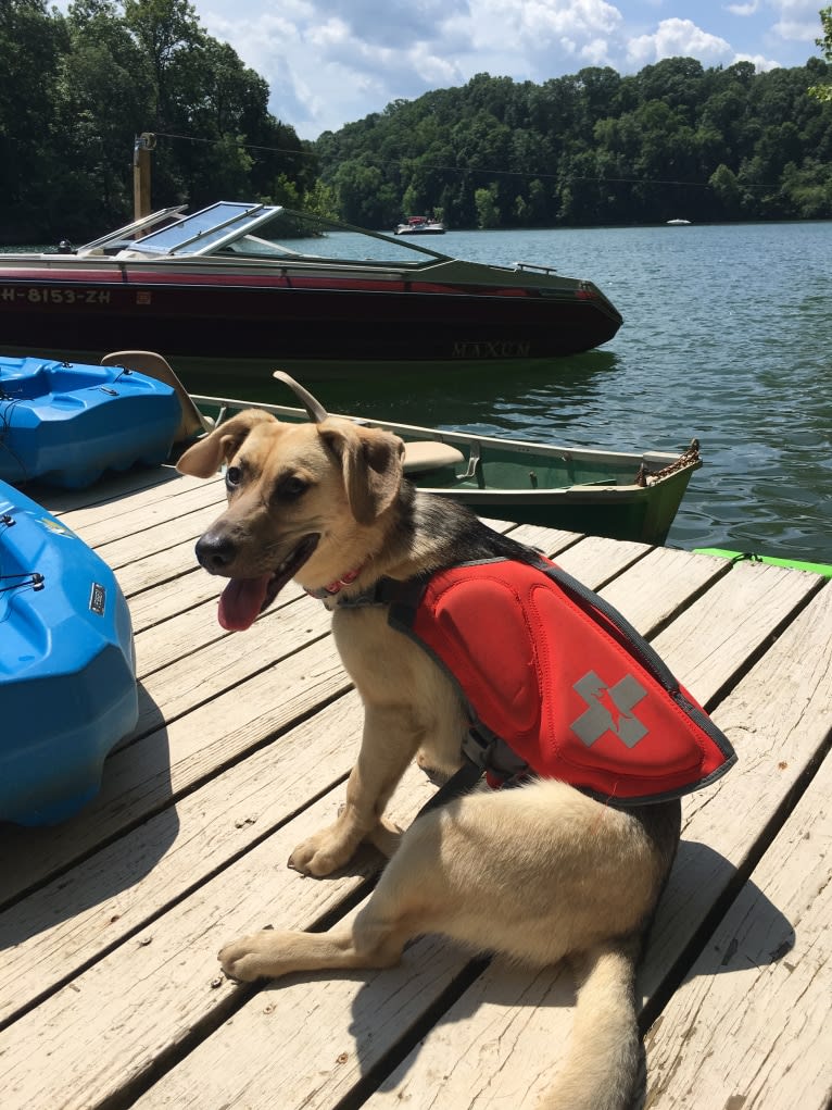 Fig, a Siberian Husky and Beagle mix tested with EmbarkVet.com