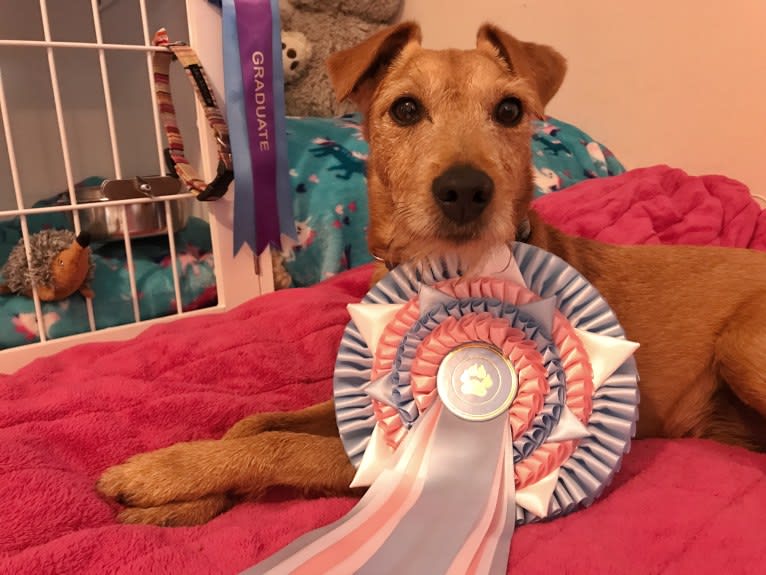 Madison (IKC - The Mad Patter), a Russell-type Terrier and Lakeland Terrier mix tested with EmbarkVet.com