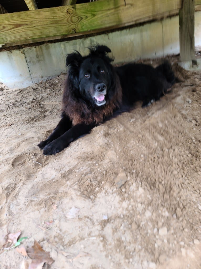 Teddy, a Rottweiler and Samoyed mix tested with EmbarkVet.com