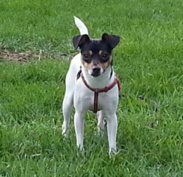 Ruby, a Rat Terrier tested with EmbarkVet.com