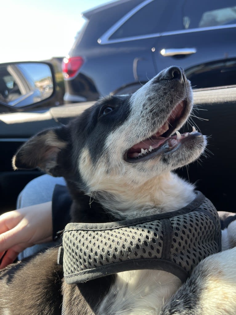 Charlie, a Siberian Husky and Australian Cattle Dog mix tested with EmbarkVet.com