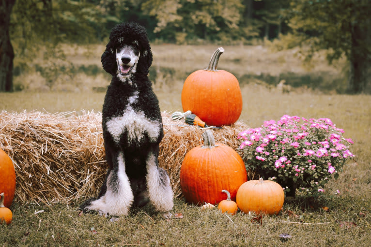 Murphy, a Poodle (Standard) tested with EmbarkVet.com