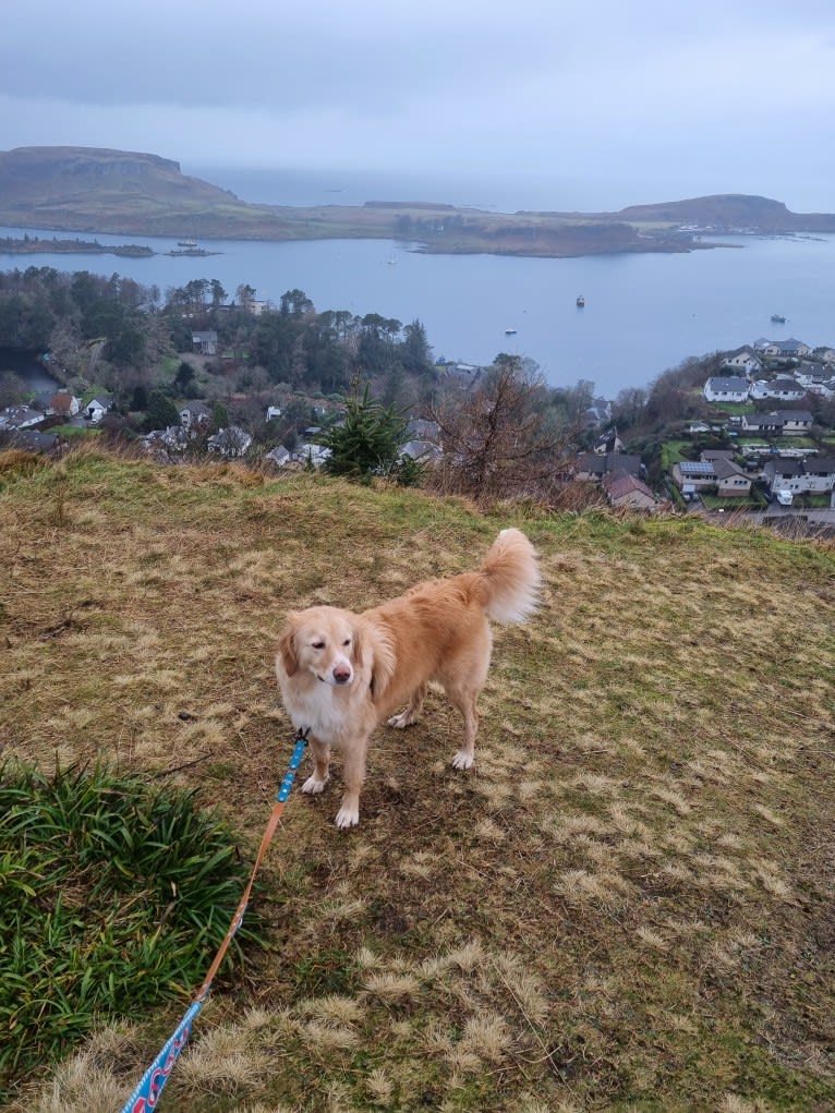 Olive, an Eastern European Village Dog tested with EmbarkVet.com