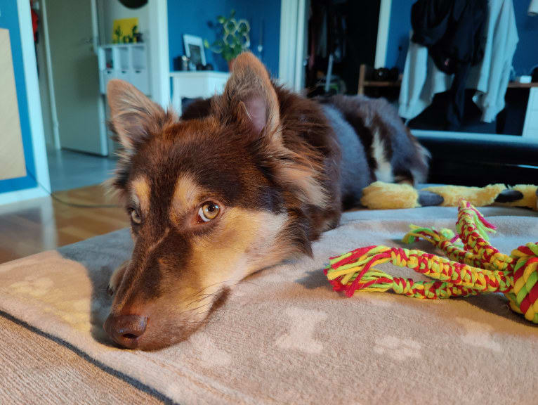 Mir, a Central Asian Village Dog tested with EmbarkVet.com