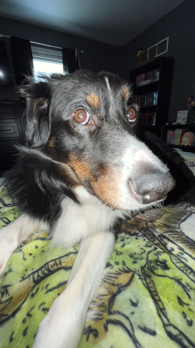 Rex, an Australian Shepherd and English Shepherd mix tested with EmbarkVet.com