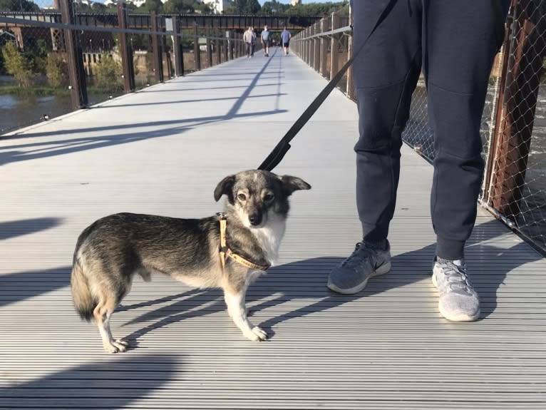 Jupiter, a Japanese or Korean Village Dog tested with EmbarkVet.com