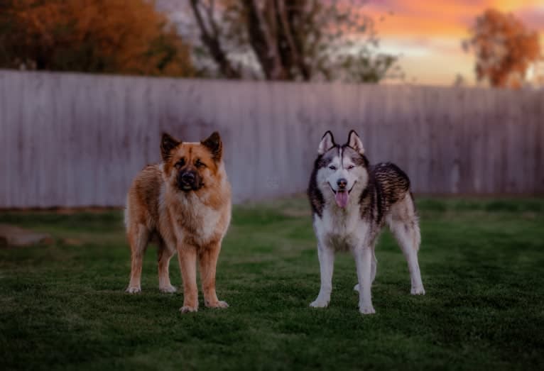 Tinos, a German Shepherd Dog and Alaskan Malamute mix tested with EmbarkVet.com