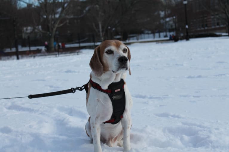 Chance, a Beagle and Basset Hound mix tested with EmbarkVet.com