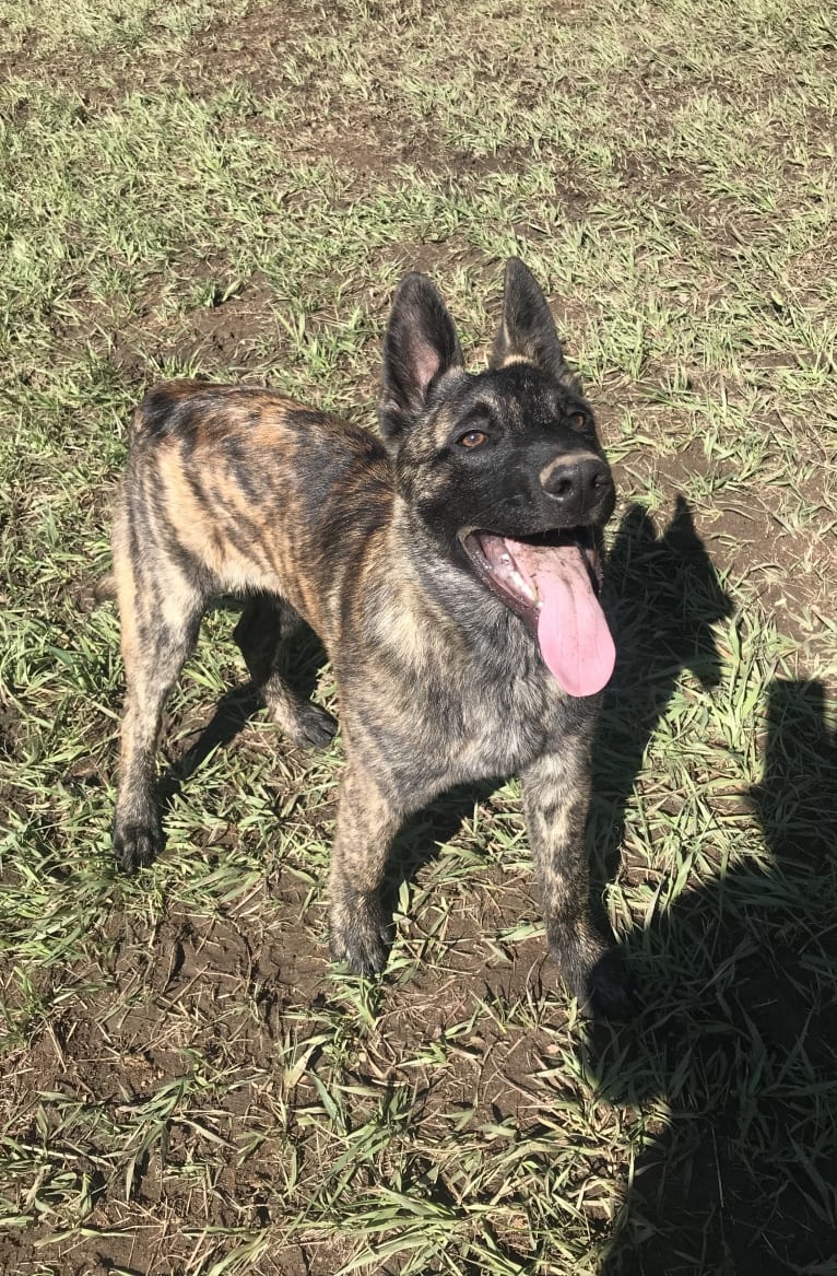 Jaeger des las Flores, a Dutch Shepherd tested with EmbarkVet.com