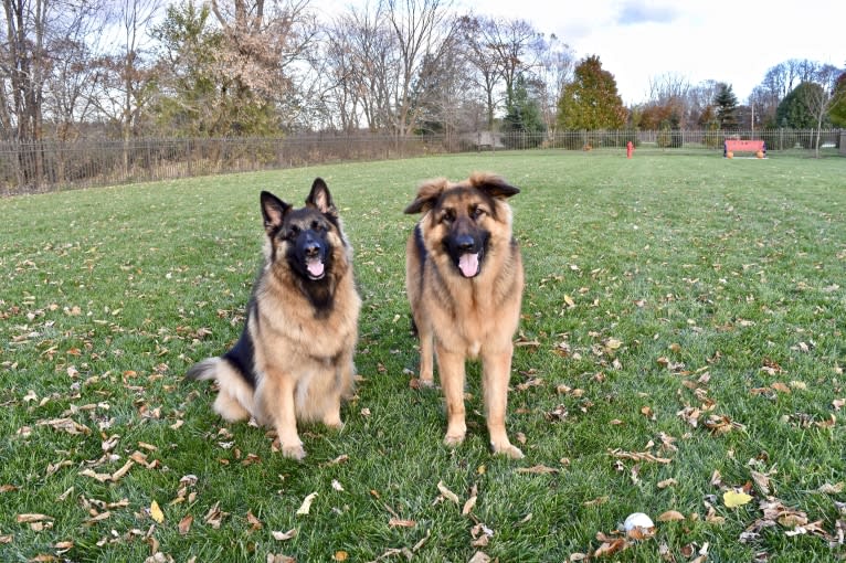Maya, a German Shepherd Dog tested with EmbarkVet.com