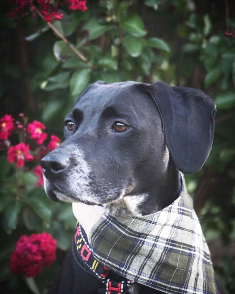 Rebel, a Beagle and American Pit Bull Terrier mix tested with EmbarkVet.com