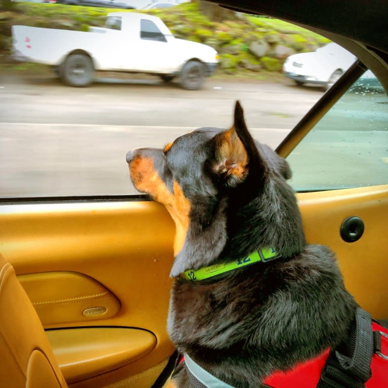 Bruno, a Rottweiler and Australian Cattle Dog mix tested with EmbarkVet.com