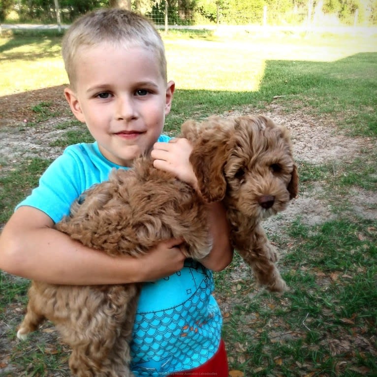 Penelope, a Poodle (Small) and Poodle (Standard) mix tested with EmbarkVet.com