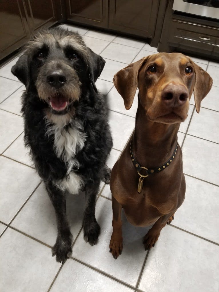 Laszlo, a Greater Swiss Mountain Dog and Poodle (Standard) mix tested with EmbarkVet.com