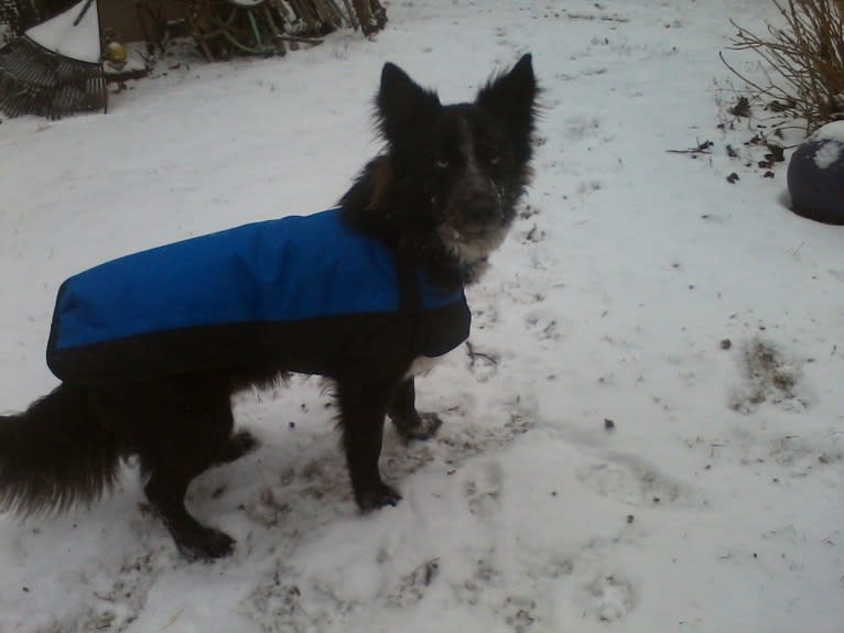 Tex, an Australian Cattle Dog and Border Collie mix tested with EmbarkVet.com