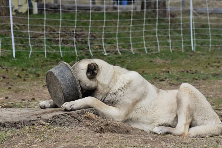 Timber, an Anatolian Shepherd Dog tested with EmbarkVet.com